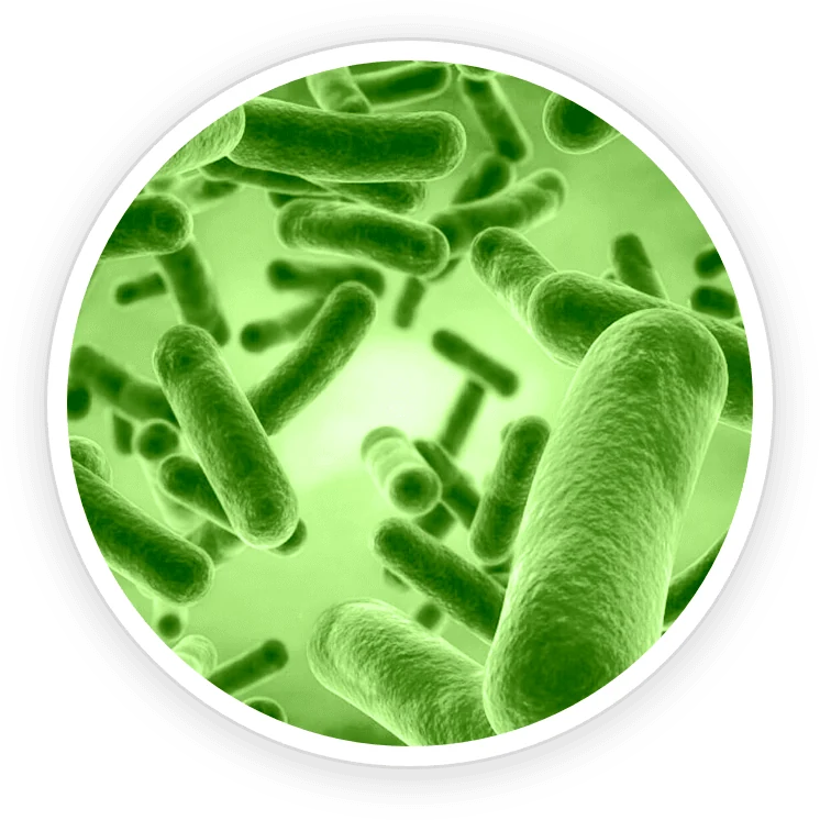 Bacillus coagulans
