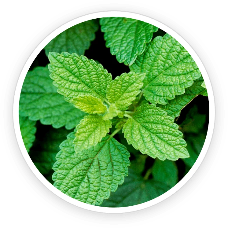 Lemon balm
