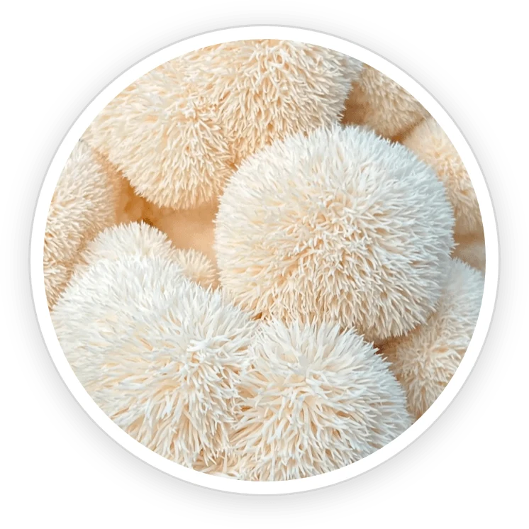 Lion's mane