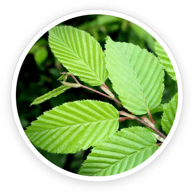 Slippery elm bark